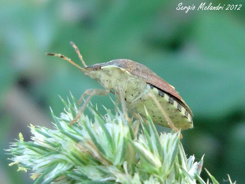 Pentatomidae: Holcostethus sp. della Romagna (RA)